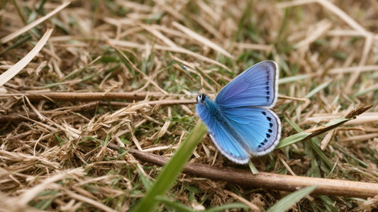 The Message in the Details - What I Learned from a Butterfly